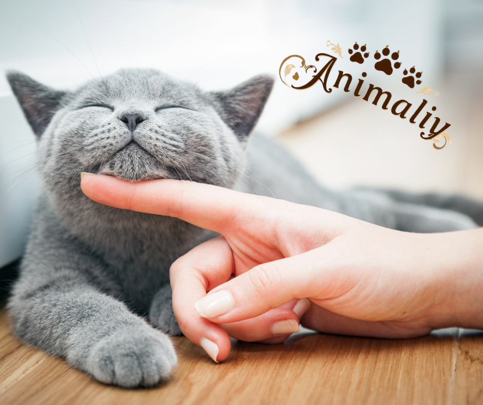 Katzenliebe: Die Magie der Samtpfoten