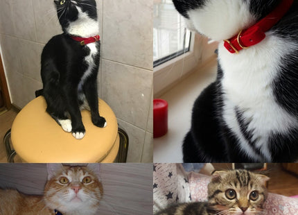 Velvra SoftBand – Verstellbares Samt-Halsband für Katzen
