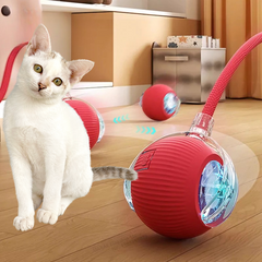 Collection image for: Katze